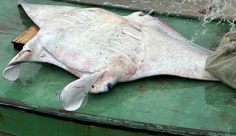 VÍDEO: Arraia com mais de 50kg é capturada no litoral do RN; ASSISTA