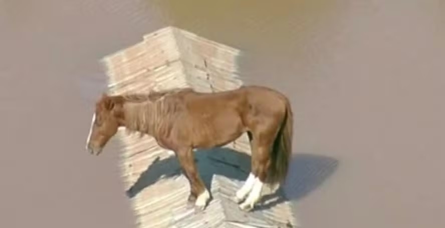 VÍDEO: Cavalo fica ilhado em cima do telhado de casa no RS; assista