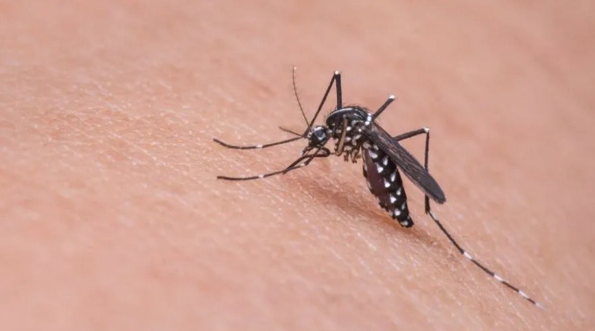 Brasil chega a meio milhão de casos de dengue, número quadruplicou em relação ao início de 2023