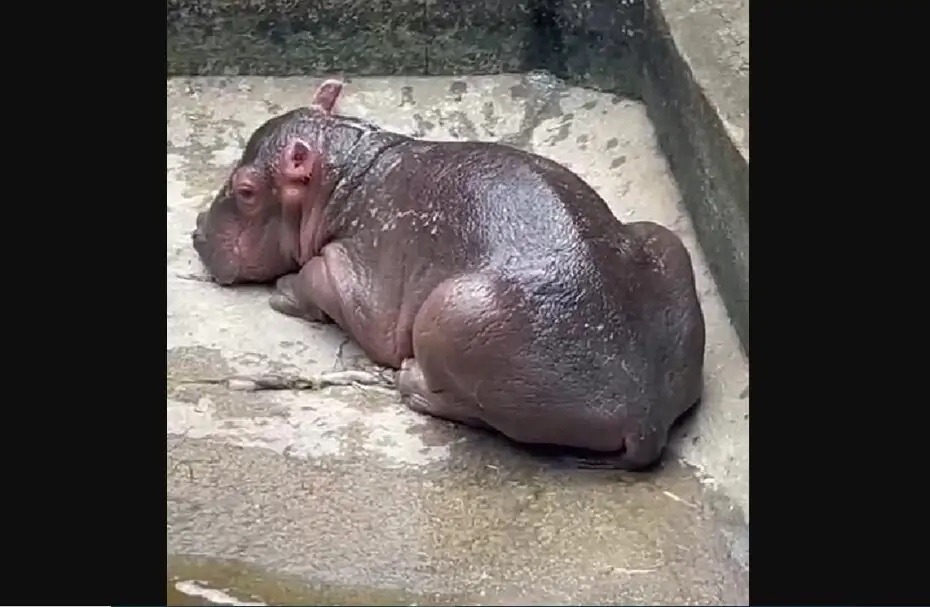VÍDEO: Bebê hipopótamo nasce no Aquário Natal; é o primeiro da espécie no RN