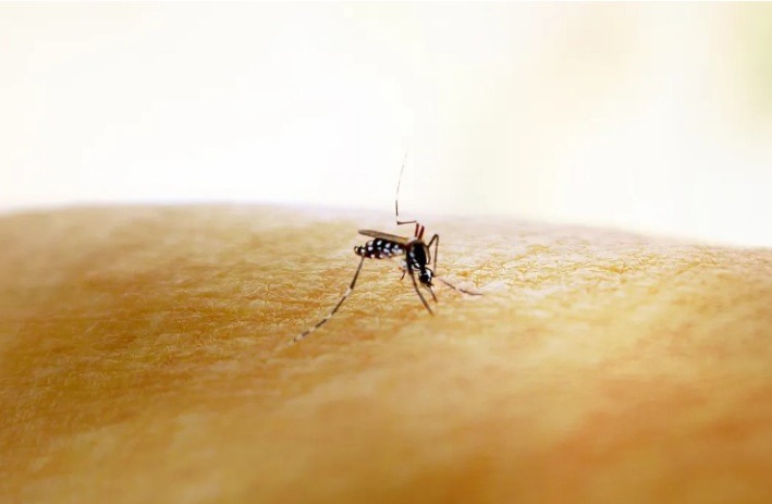 Brasil bate recorde histórico de casos de dengue com 1,8 milhão em menos de três meses