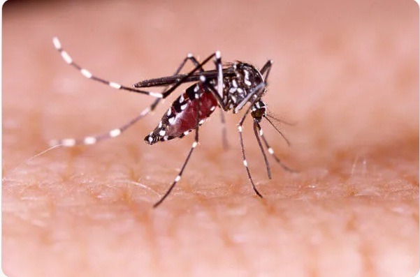 Casos de dengue disparam e cresce a procura por atendimento em Natal