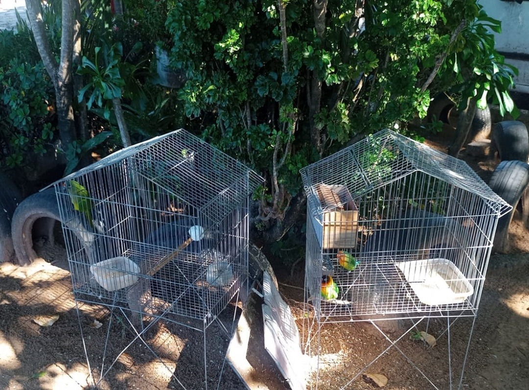 Oito aves silvestres são resgatadas na zona Norte de Natal