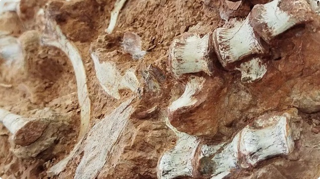 Fóssil de dinossauro é encontrado parcialmente exposto após ação das chuvas em enchente no RS