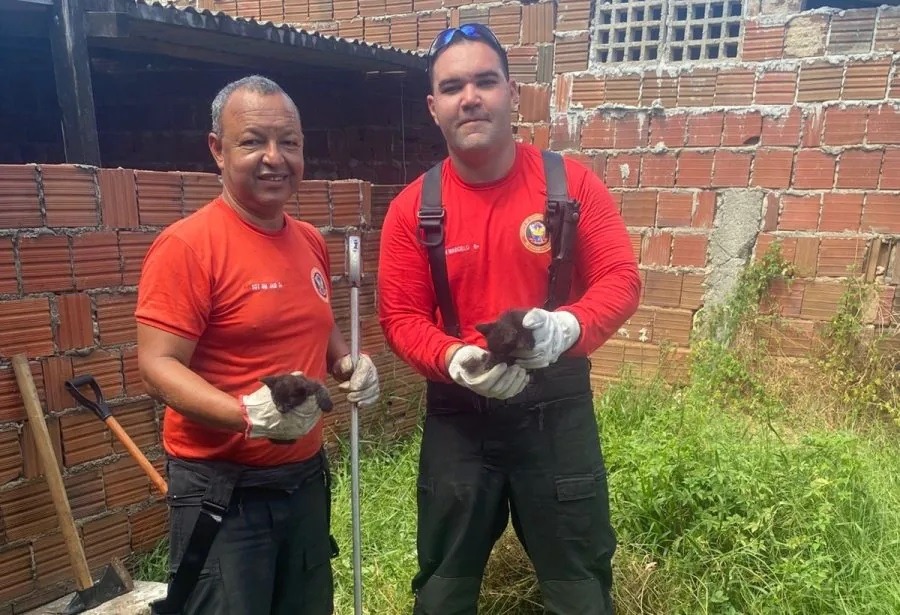 Bombeiros resgatam filhotes de gato presos em fossa seca na zona Norte de Natal