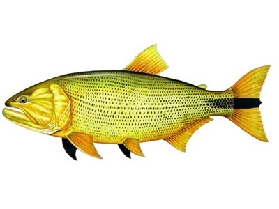 Veja quais os tipos de peixe que podem estar associados a intoxicação em Natal