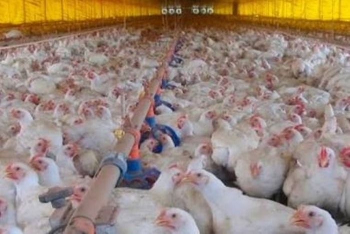 Brasil tem 1º caso de gripe aviária em granja comercial e decreta emergência de 60 dias