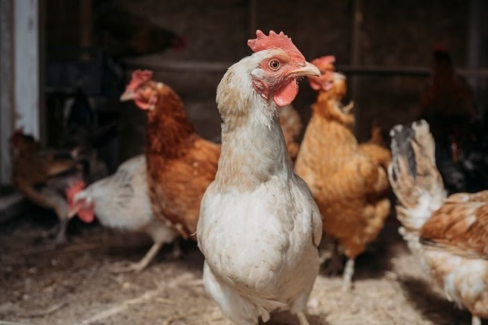 Após China e UE, Argentina suspende importações de frango do Brasil