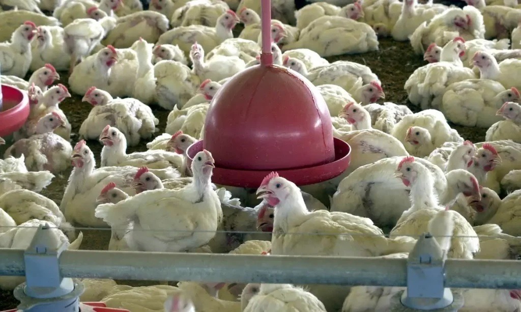 Mais dois países suspendem compra de frango do Brasil; veja lista