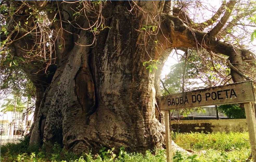 Pesquisadores da Uern, Ufersa e Idema analisam Baobá do Poeta