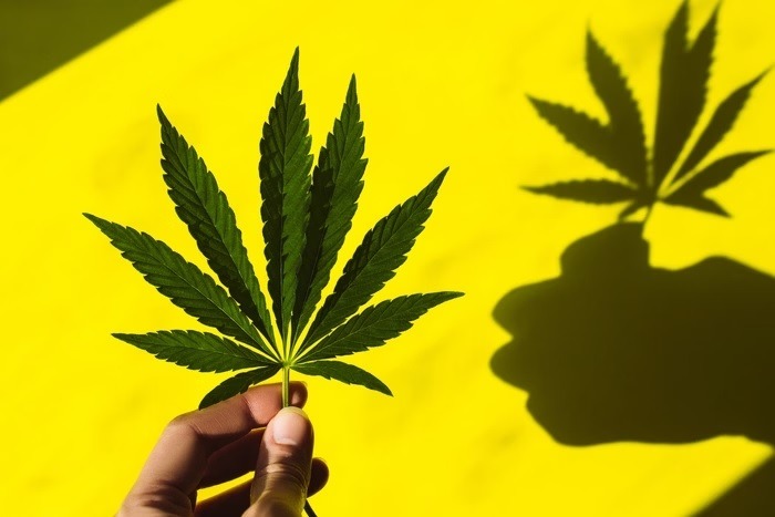 Crianças passam mal após comerem balas com maconha 