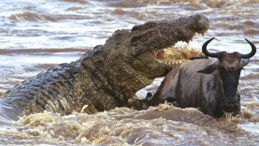Instinto assassino: crocodilo 'demônio' de 6 metros teria matado 300 pessoas