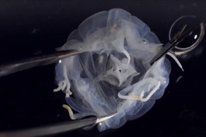Criatura em forma de cubo com 24 olhos é encontrada escondida em lago