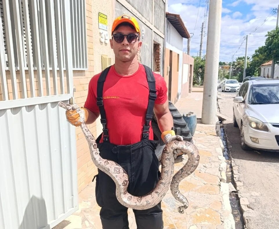 Bombeiros capturam cobra de dois metros em quintal de residência em Apodi