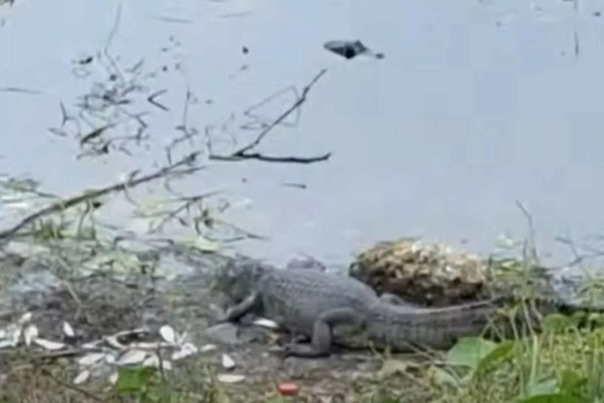 Jacarés em Maracajaú: Idema fará remoção dos animais maiores
