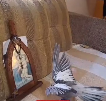 VÍDEO: Calopsita viraliza ao "reverenciar" imagem de Nossa Senhora 