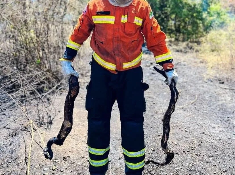 Bombeiros encontram jiboias carbonizadas durante combate a incêndio em Mossoró