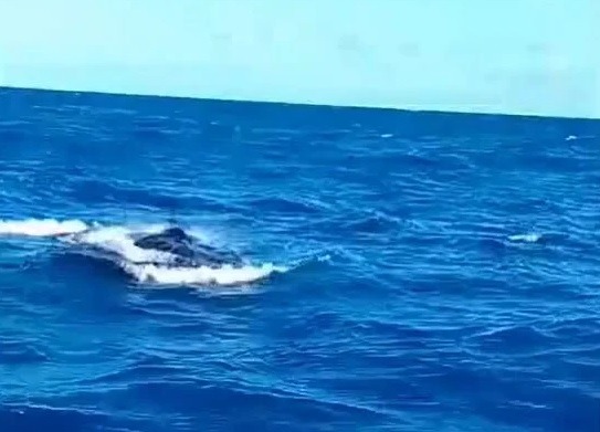 Baleias-jubarte são avistadas no litoral sul do RN