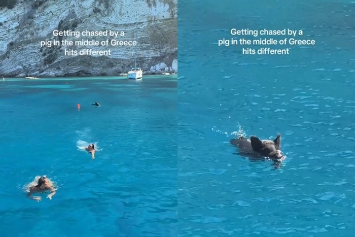 Influenciadoras são perseguidas por javali dentro do mar