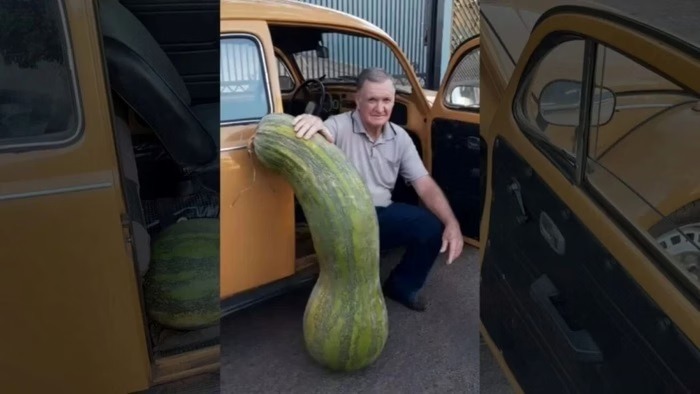 Agricultor colhe abobrinha de 72 kg: “Nunca vi uma coisa dessas”