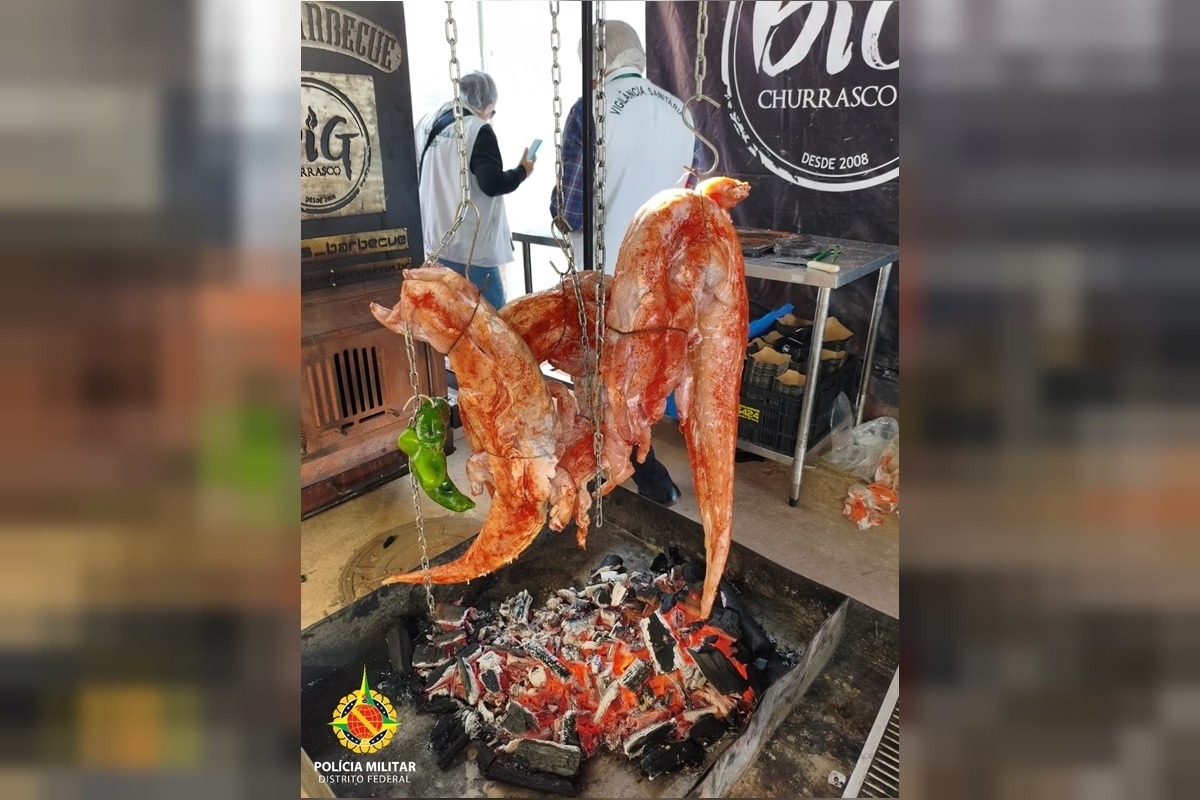Operação apreende carne de jacaré durante evento de gastronomia