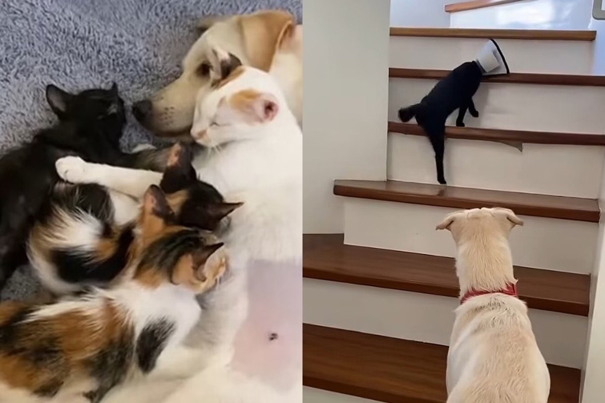 Cachorro “adota” filhotes de gata e vira protetor nº 1 dos pets