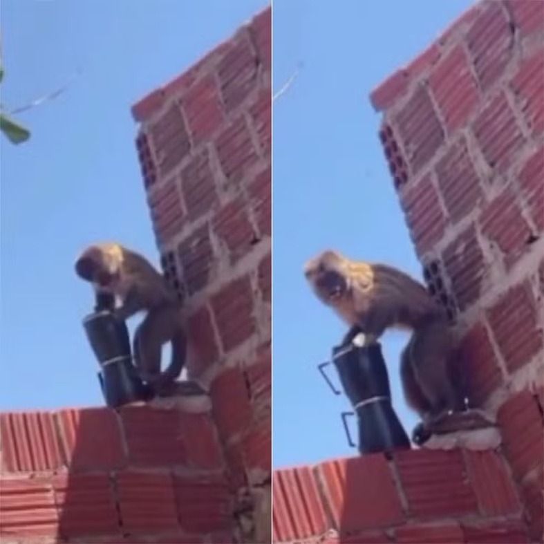 Macaco-prego furta cafeteira e causa transtornos na menor cidade do RN