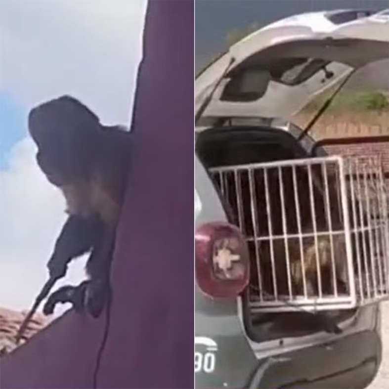 Macaco-prego que furtou cafeteira é flagrado com faca e acaba capturado no RN
