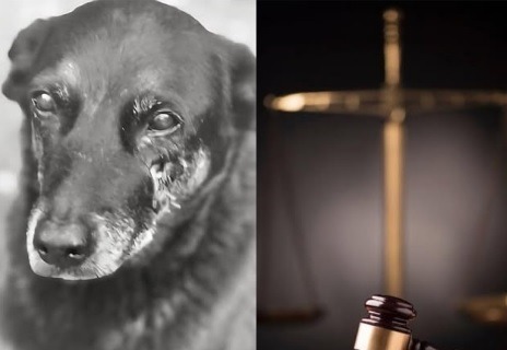 Justiça ordena que redes sociais apaguem informações sobre adolescentes suspeitos de matar cão Orelha