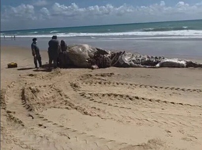 VÍDEO: Baleia é encontrada morta na Via Costeira