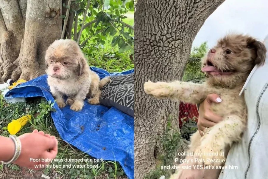 [VÍDEO] Crueldade: cão abandonado espera por tutor em parque e comove a internet