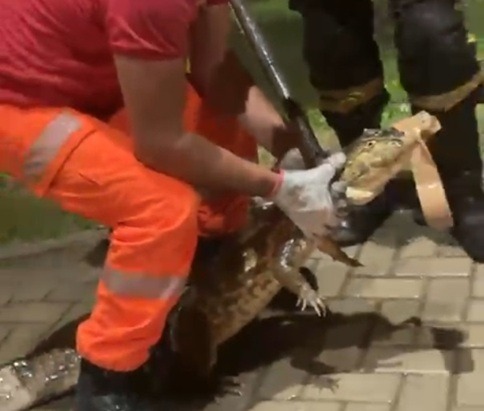 VÍDEO: Bombeiros capturam jacaré na Avenida da Alegria durante prévia de carnaval