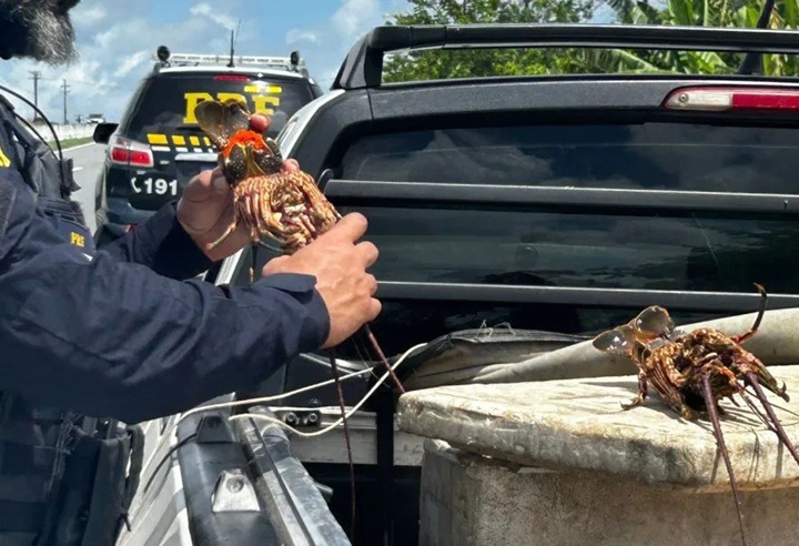 Motorista é detido com 40kg de lagosta transportada irregularmente