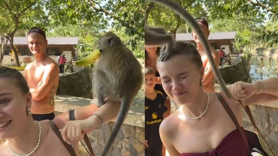 Influencer é atacada por macacos na Tailândia: “Foi horrível!”