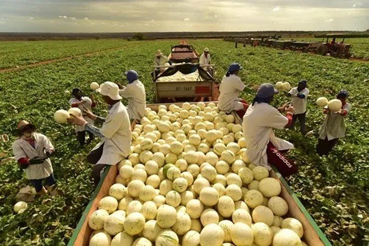 A fazenda brasileira que colhe 1 milhão de melões por dia e abastece a Europa