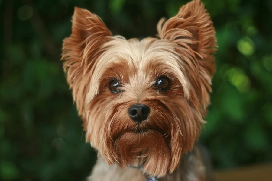 Mulher chama bombeiros por filho engasgado, mas era um cachorro