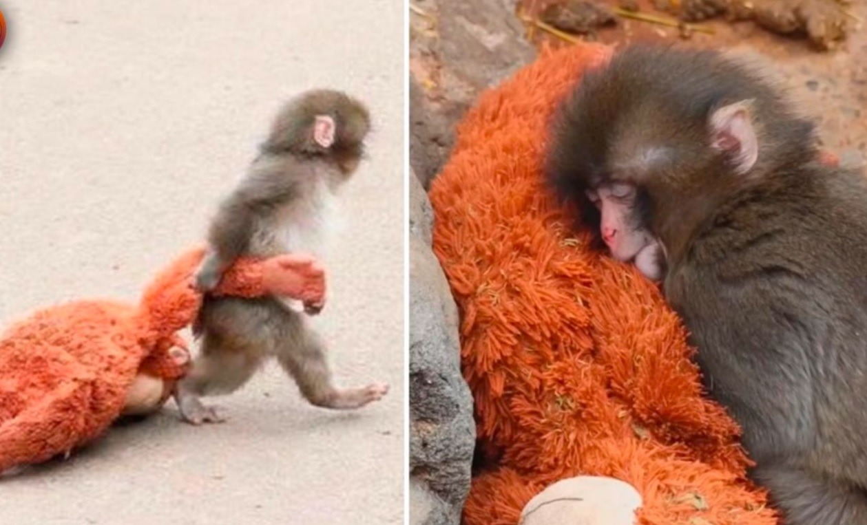 [VÍDEO] Macaquinho Punch emociona a web ao conquistar nova família após abandono e rejeição