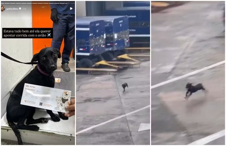 Cadela foge de caixa de proteção, invade pista de Congonhas e provoca suspensão de voos
