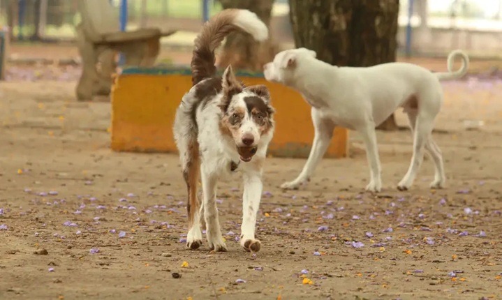 Em Natal, lei obriga obriga infratores por maus-tratos a animais a pagar custos veterinários