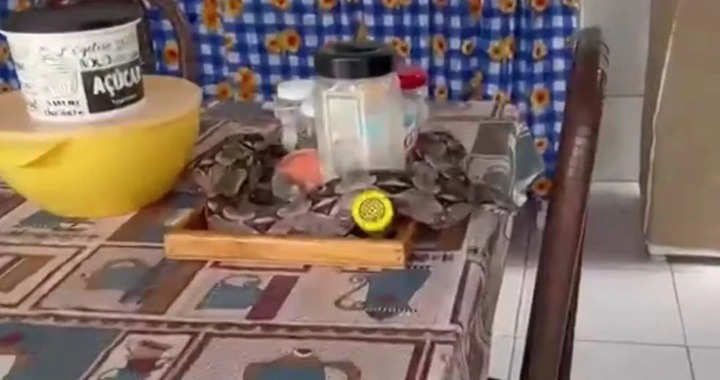 Jiboia é encontrada sobre mesa de cozinha e resgatada em Mossoró