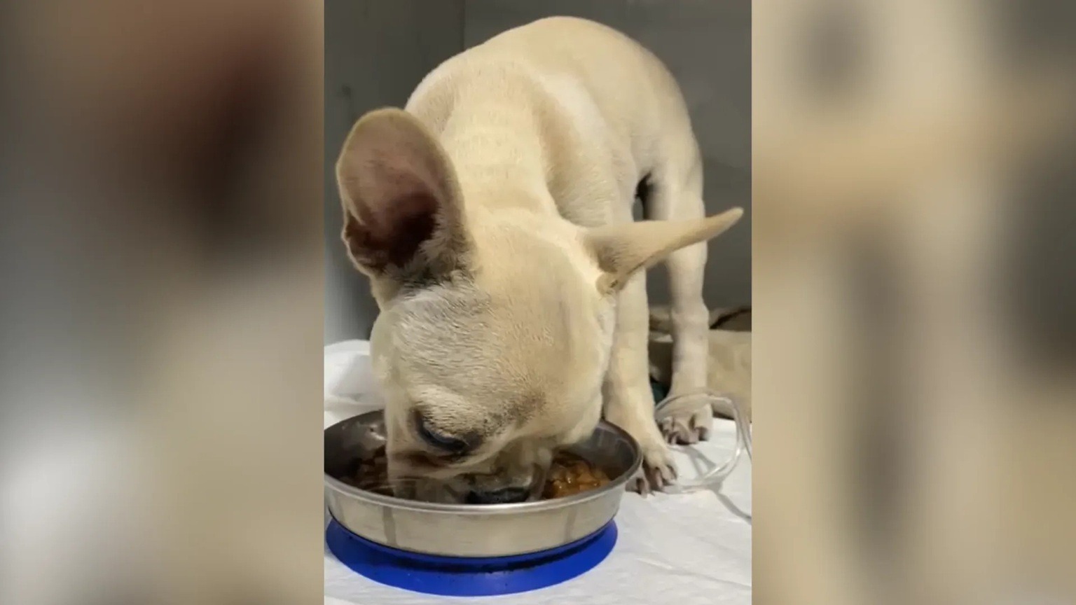 Cachorrinha ingere 55 pedras de crack e é salva por veterinários