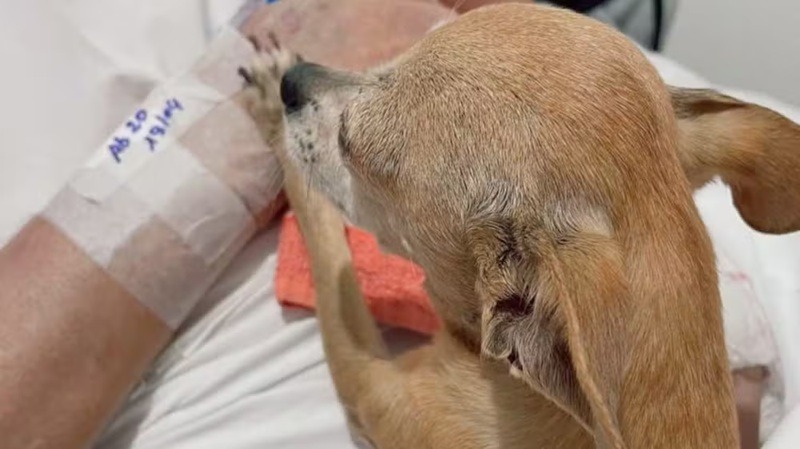 Idoso morre horas depois de receber visita da cachorrinha em hospital