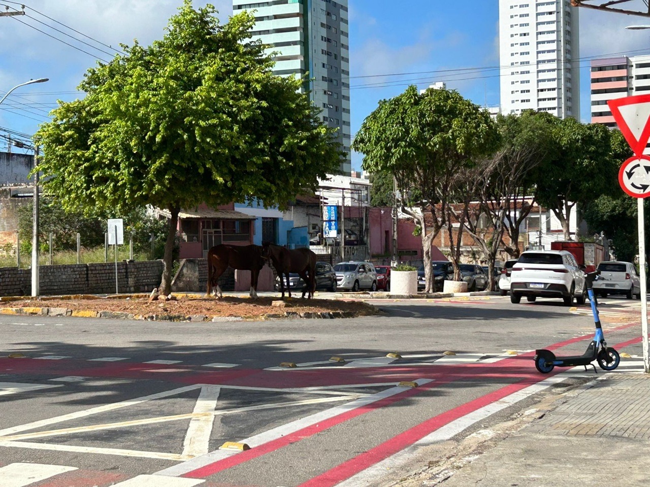 Cavalos fazem rotatória de estábulo em Natal