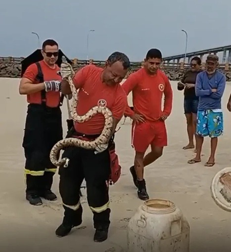 Bombeiros capturam cobra na Praia da Redinha, em Natal