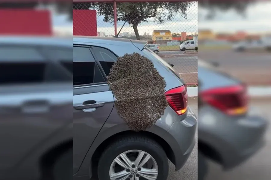 Inusitado: motorista encontra enxame de abelhas “grudado” em carro