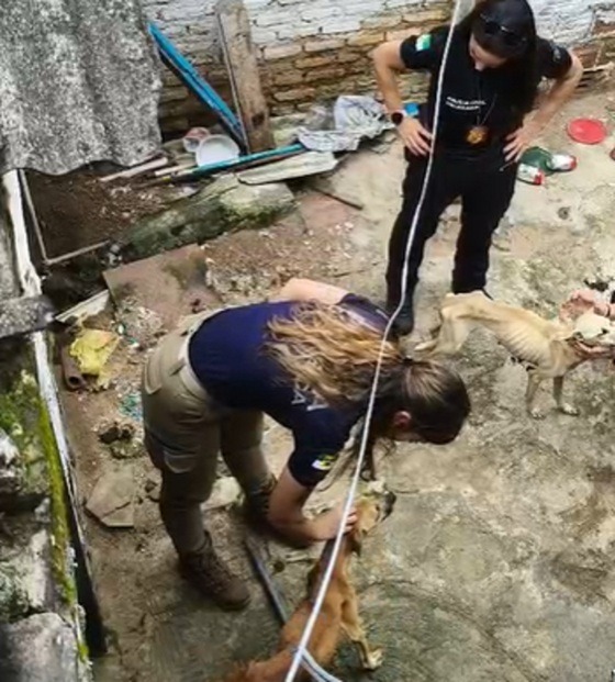 Mulher de 18 anos é presa suspeita de maus-tratos contra cachorros em Natal