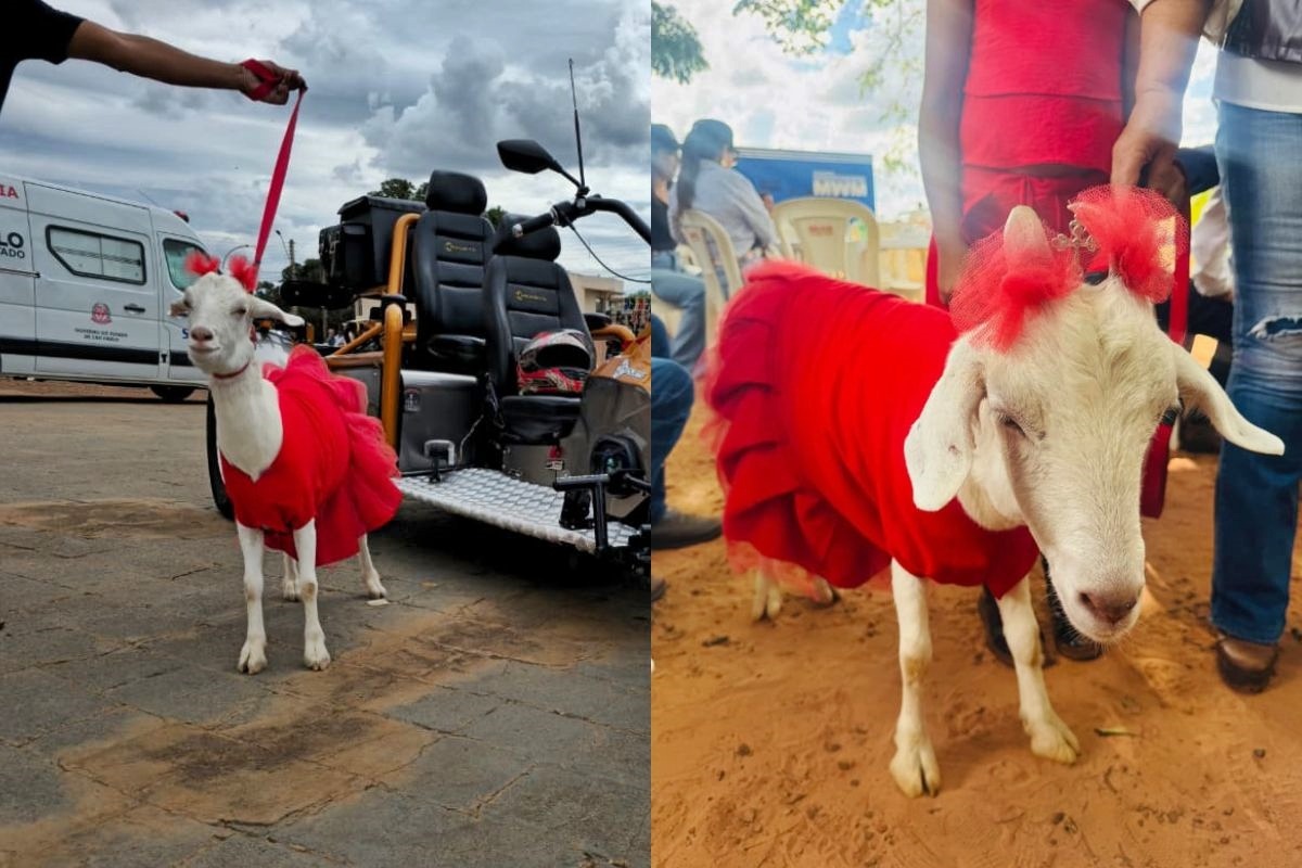 Cabrita de vestido e coleira vira celebridade nas redes