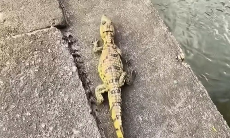 VÍDEO: Jacarezinho achado em pneu vira amigo de motoboy antes de voltar à natureza
