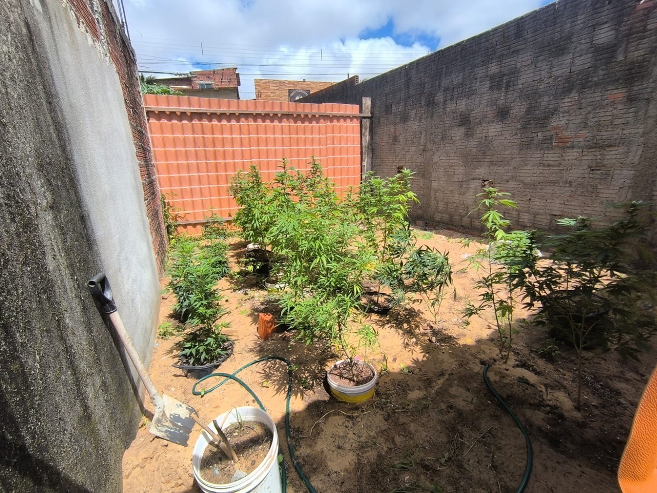 PM desarticula laboratório de drogas e apreende cerca de 80 pés de maconha na zona Norte de Natal