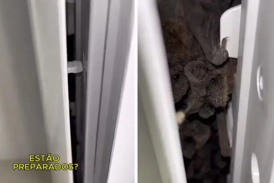 VÍDEO: Mais de 50 morcegos são achados dentro de ar-condicionado
